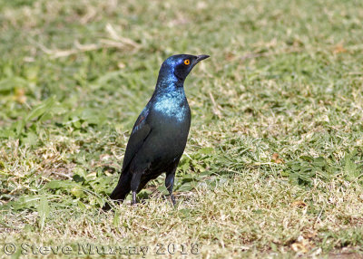 Greater Blue-eared Starling (Lamprotornis chalybaeus)