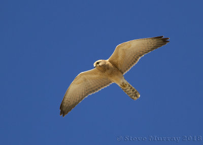 Falcons (Falconidae)