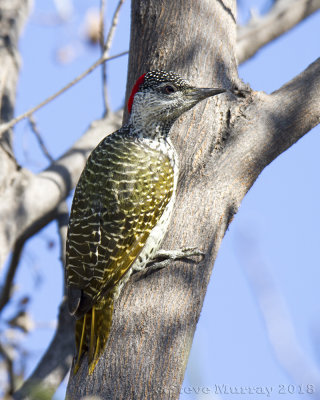 Golden-tailed Woodpecker (Campethera abingoni anderssoni)