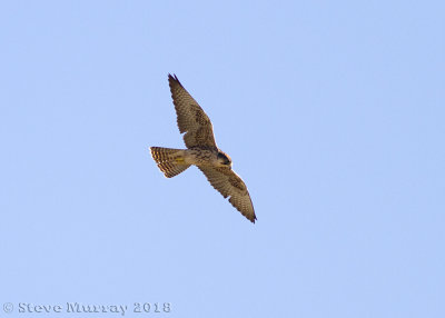 Lanner Falcon (Falco biarmicas)