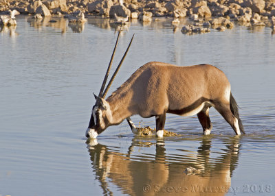 Antelope and Cattle (Bovidae)