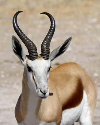 Springbok ( Antidorcas marsupialis)