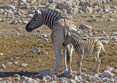 Burchell's Zebra (Equus quagga burchelii)