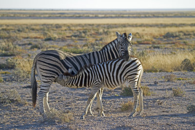 Burchell's Zebra (Equus quagga burchelii)