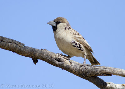 Sociable Weaver