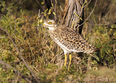 Spotted Thick-knee