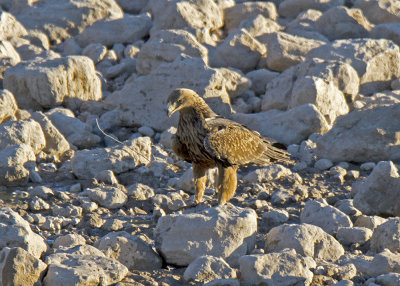 Tawny Eagle (Aquila rapax)