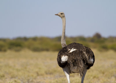 Common Ostrich (Struthio camelus)