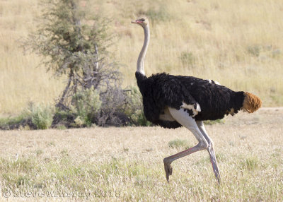 Ostrich (Struthionidae)