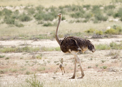 Common Ostrich (Struthio camelus)