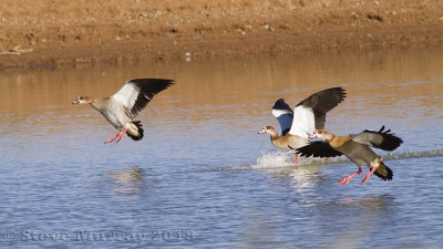 Egyptian Goose