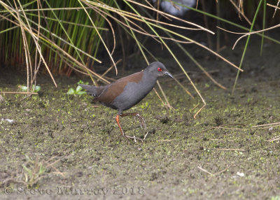 Spotless Crake (Zapornia tabuensis)