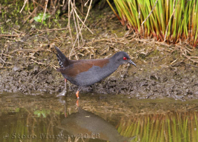 Spotless Crake (Zapornia tabuensis)