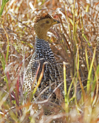 Coqui Francolin (Campocolinus coqui)