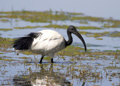 African Sacred Ibis