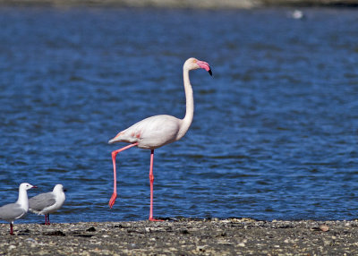Flamingoes (Phoenicopteridae)