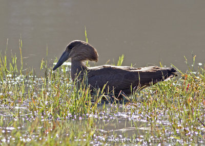 Hamerkop (Scopus umbretta)