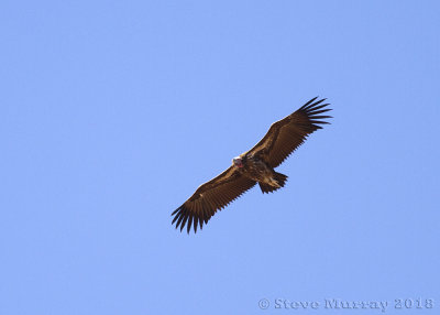 Lappet-faced Vulture (Torgos tracheliotos)