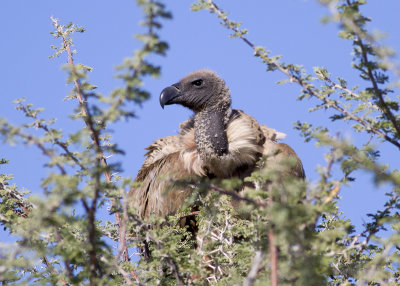 White-backed Vulture (Gyps africanus)