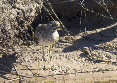 Water Thick-knee