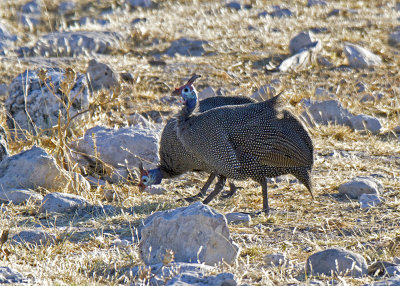 Helmeted Guineafowl (Numida meleagris)