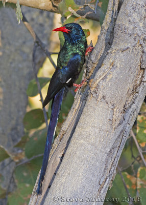 Green Wood Hoopoe (Phoeniculus purpureus)