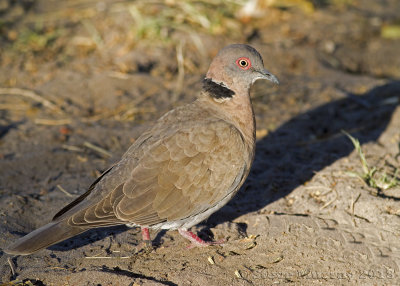 Mourning Collared Dove (Streptopelia decipiens)
