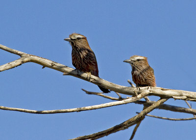 Purple Roller (Coracias naevias)