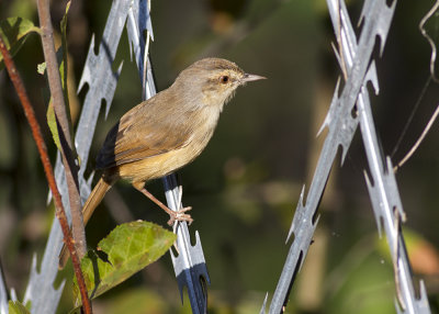 Tawny-flanked Prinia (Prinia subflava)