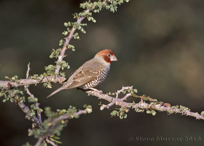 Red-headed Finch (Amadina erythocephala)