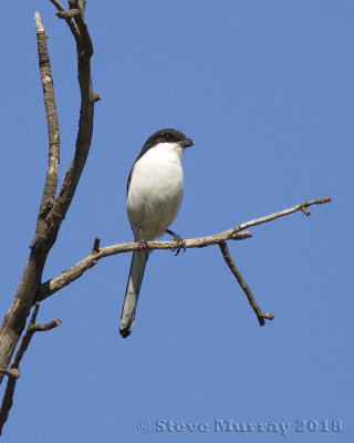 Southern Fiscal (lanius collaris)