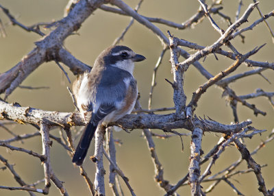 Southern Fiscal (lanius collaris subcoronatus)