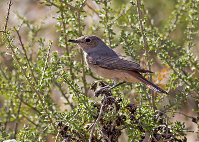 Familiar Chat (Oenanthe familiaris)