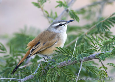 Kalahari Scrub Robin (Cercotrichas paena)