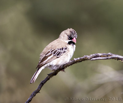 Scaly-feathered Weaver