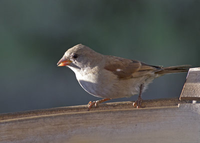 Southern Grey-headed Sparrow (Passer diffusis)