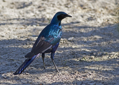 Burchell's Starling (Lamprotornis australis)