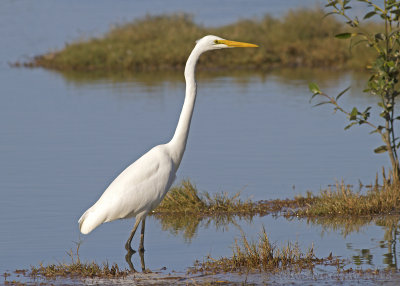  Great Egret (Ardea alba modesta)