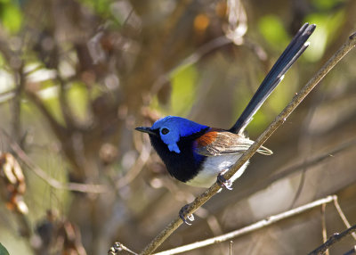 Variegated Fairywren (Malurus lamberti)