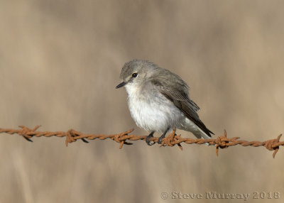 Jacky Winter (Microeca fascinans)