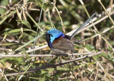 Variegated Fairywren (Malurus lamberti)