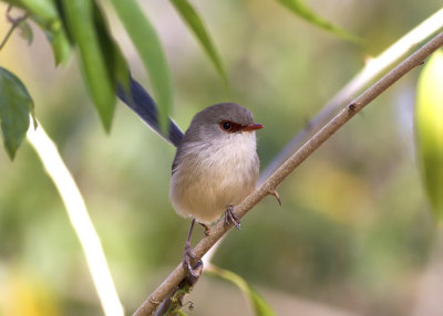 Variegated Fairywren (Malurus lamberti)