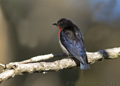 Mistletoebird (Dicaeum hirundinaceum)