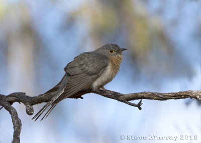 Fan-tailed Cuckoo (Cacomantis flabelliformis)