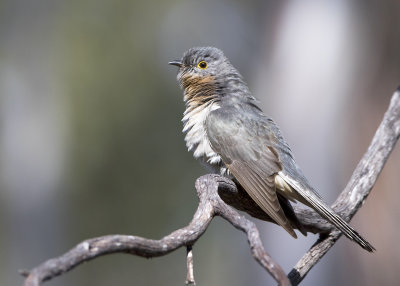 Fan-tailed Cuckoo (Cacomantis flabelliformis)