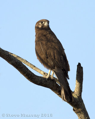 Brown Falcon (Falco berigora)