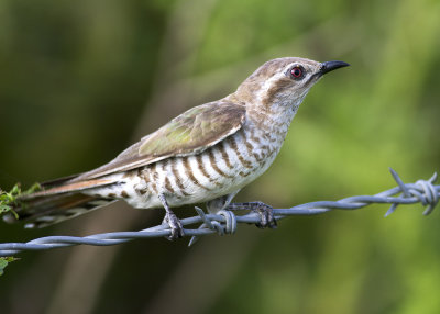 Horsfields Bronze Cuckoo (Chrysococcyx basalis)