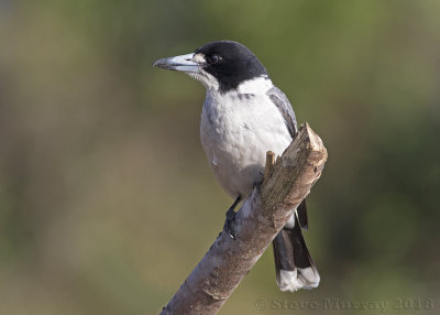 Grey Butcherbird (Cracticus torquatus)