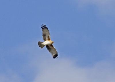 Little Eagle (Hieraaetus morphnoides)