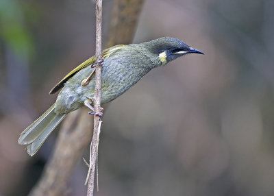 Lewin's Honeyeater (Meliphaga lewinii)